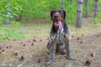 13 Hunting Dog Breeds With Unmatched Tracking and Drive