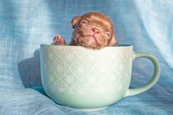 15 Teacup Dog Breeds with Giant Hearts