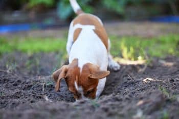 15 Dog Breeds Most Likely To Dig Holes In Your Yard