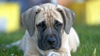 Ultimate Mastiff Puppy Shopping List: Checklist of 24 Must-Have Items