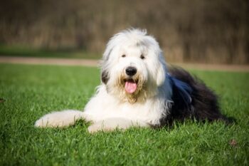 Ultimate Old English Sheepdog Puppy Shopping List: Checklist of 24 Must-Have Items