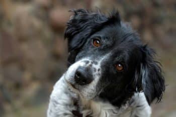 11 Signs Your Dog Might Have Super-Sensitive Hearing