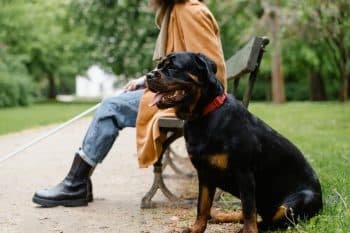 13 Guard Dog Breeds That Keep You Safe and Loved
