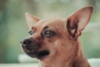 Ultimate Miniature Pinscher Puppy Shopping List: Checklist of 24 Must-Have Items
