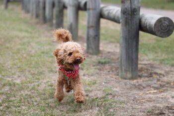 Ultimate Poodle Puppy Shopping List: Checklist of 24 Must-Have Items