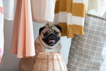 11 Happy Dog Breeds That Bring Joy To Any Room