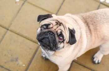 13 Darling Dog Breeds With Eyes That Beg You to Stay