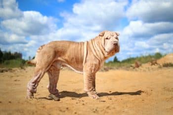 13 Nice Dog Breeds Often Misjudged by Looks Alone