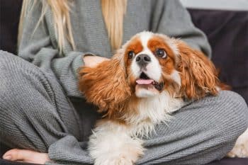 13 Dog Breeds That Are Built For Bonding