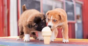 Help Your Dog Beat The Heat With Amazon’s Best Chilled Treats