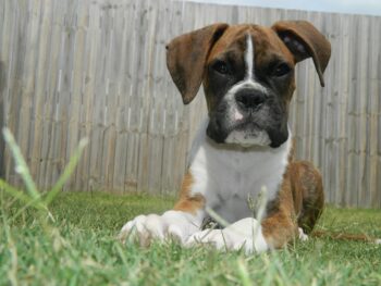 Ultimate Boxer Puppy Shopping List: Checklist of 24 Must-Have Items