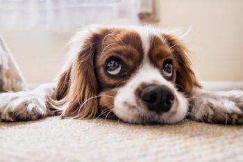 Ultimate Cavalier Puppy Shopping List: Checklist of 24 Must-Have Items