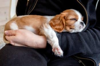 11 Snuggly Dog Breeds That Always Want to Be Near You