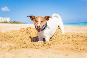 13 Dog Breeds That Can’t Stop Digging Up Yards
