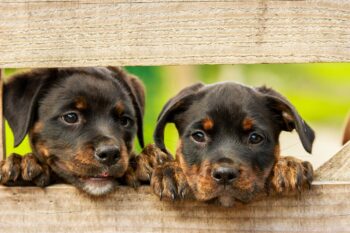 20 Best Rottweiler Puppy Foods