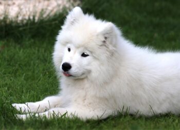 4 Best Supplements for Samoyed Puppies (+1 to Avoid)