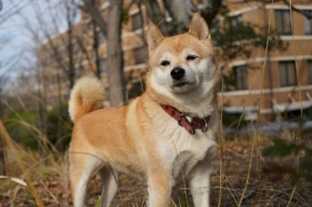 Ultimate Shiba Inu Puppy Shopping List: Checklist of 24 Must-Have Items