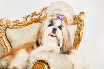 11 Elegant Dog Breeds With Royal Energy And Looks