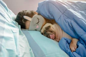 11 Cozy Dog Breeds That’ll Sleep On Your Head