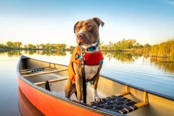 13 Dog-Friendly Summer Adventures Worth Trying