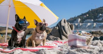 Your Ultimate Summer Survival Kit for Dog Parents!
