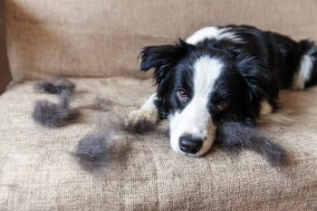 13 Dog Breeds Known For Being Super Shedders