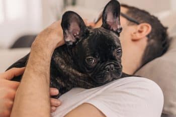 11 Needy Dog Breeds That Don’t Believe In Boundaries