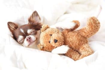 13 Sweetie Pie Dog Breeds That Need To Be Tucked In