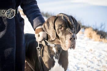 11 Protective Dog Breeds That Want You All To Themselves