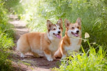 11 Dog Breeds That Pick Up Potty Training Quickly