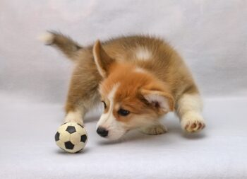 Ultimate Corgi Puppy Shopping List: Checklist of 24 Must-Have Items