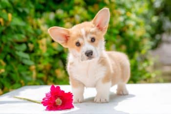 11 Dog Breeds That Will Break Your Heart With Cuteness