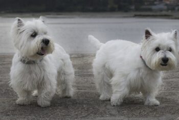 Ultimate Westie Puppy Shopping List: Checklist of 24 Must-Have Items