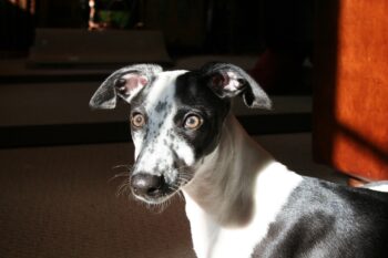 Ultimate Whippet Puppy Shopping List: Checklist of 24 Must-Have Items