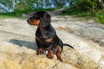 13 Dog Breeds With Surprisingly Long Life Expectancy