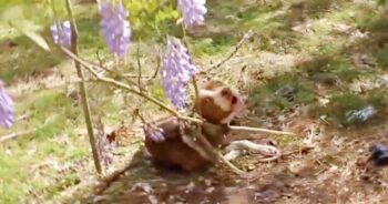 Starved Pit Bull Chained To Tree Becomes The Prettiest Girl