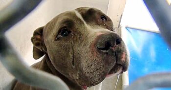 Pit Bull Dumped by Family Cries in Kennel Until One Woman Changes His Life