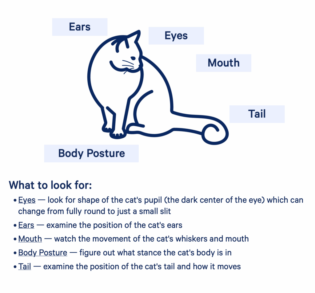 Understanding Your Pet’s Body Language: What Cats and Dogs Are Really Saying