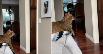 Cat’s Emotional Moment With Late Dog’s Photo Moves Viewers