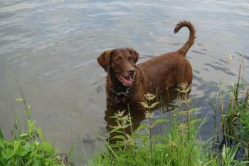 13 Nature-Loving Dog Breeds Who Thrive In Woods And Water