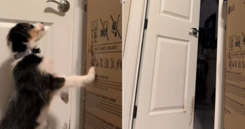 Camera Captures Clever Puppy Outsmarting Door Lock to Escape Room