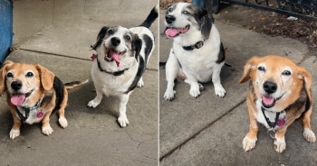 DNA Test Reunites Rescue Dog With Long-Lost Sister in Same Town