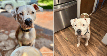 Family Discovers True Breed Of Their Rescue Dog Through DNA Test