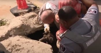 Senior Dog Was Trapped In Dangerous Sinkhole, Heroes Show Up On Scene