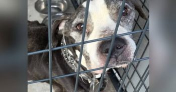 Terminally Ill Senior Dog Dumped in Local Park Finds Love Before Passing