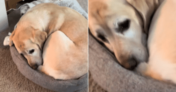 Dog Comforts Himself in Late Sibling’s Tiny Bed Months After Loss