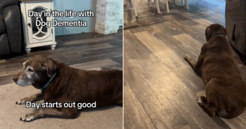 Senior Labrador With Dementia Captures Hearts In Daily Life Video