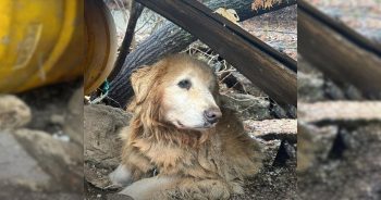 Dog Spent 10-Years Chained Near a Cliff Before Rescuers Finally Saved Him