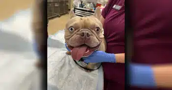 Police Rescue Dog Left in Scorching Hot Car, Owner Faces Animal Cruelty Charge