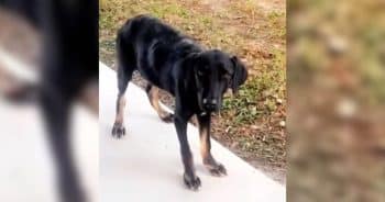 Woman Rescues Two Stray Dogs and Reunites Them After Months Apart